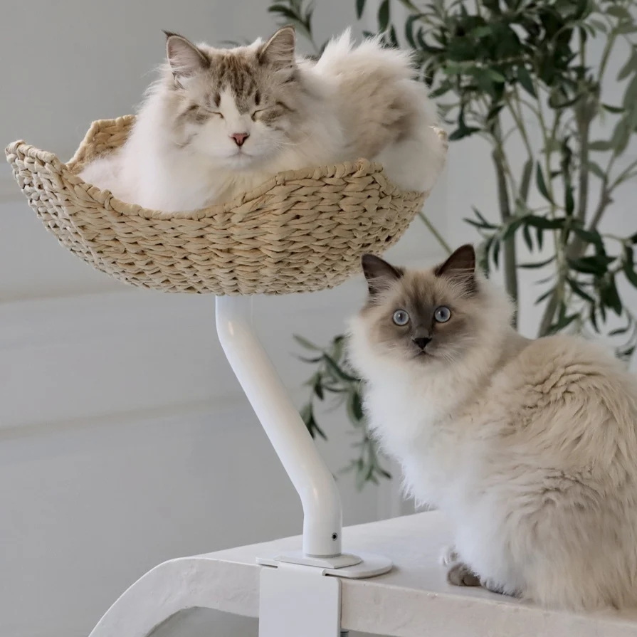 Woven Cat Bed Or Orthopedic Cat Bed: Choosing The Right Comfort for Your Cat