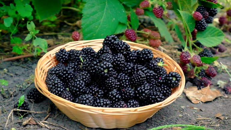 How To Weave A Blackberry Bramble Basket?