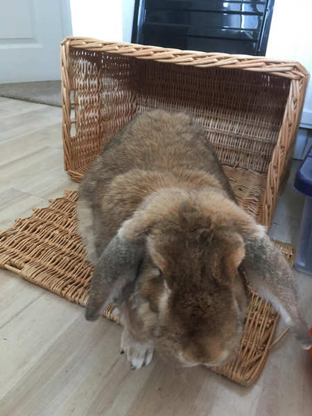 can rabbits eat wicker baskets_2
