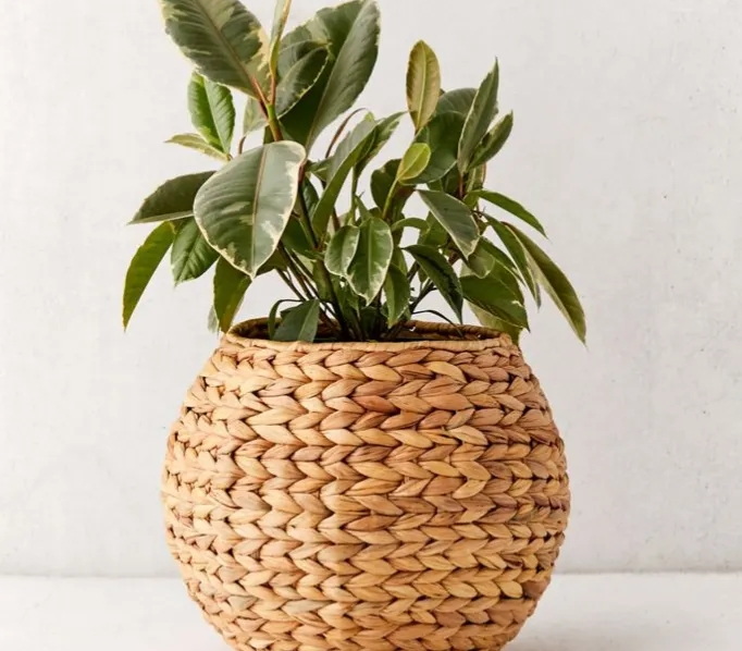 How To Care for Plants in Wicker Baskets?