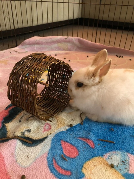 are wicker baskets safe for rabbits_4