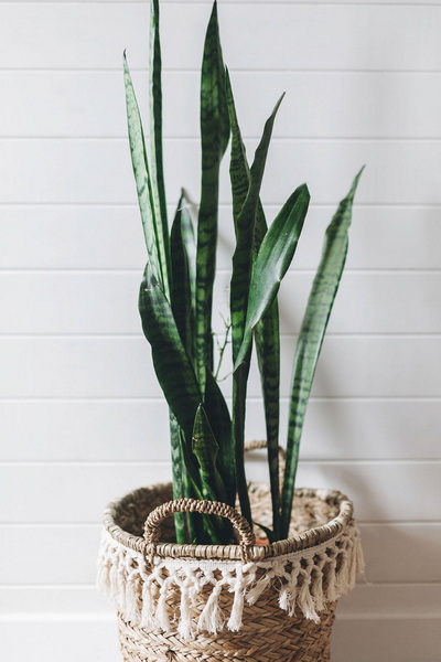 seagrass basket plant_3