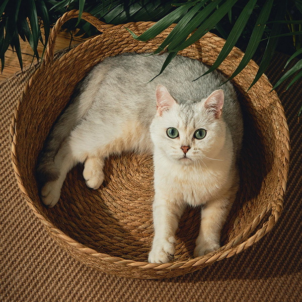 Modern Woven Cat Loungers