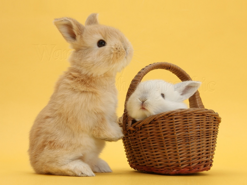 Are Wicker Baskets Safe for Rabbits?