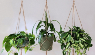 Plant Basket.jpg