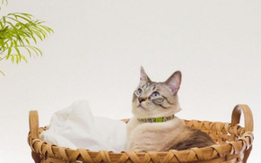 Como fazer xixi de gato de cesta de vime-_1.jpg