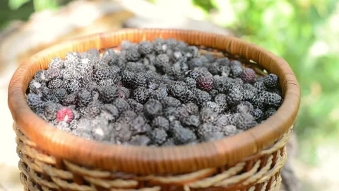 Round Basket (3)