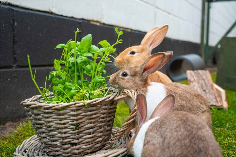 Can Rabbits Eat Wicker Baskets?