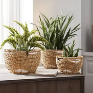 seagrass basket plant_2.jpg