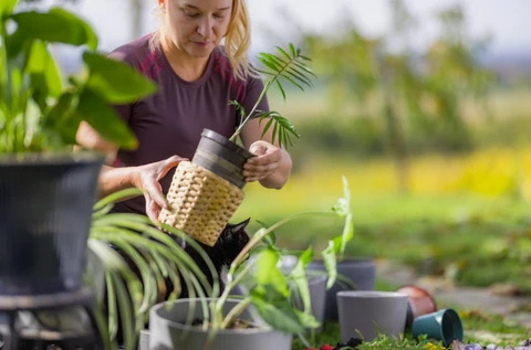 Can A Handmade Woven Basket Plant Holder Be Used Indoors And Outdoors.jpg