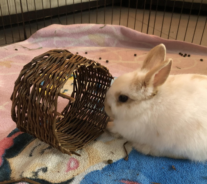 are wicker baskets safe for rabbits to chew_1