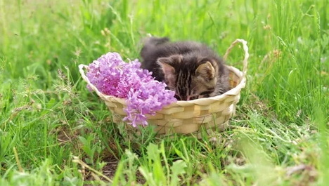 Wicker Basket As Planter_1