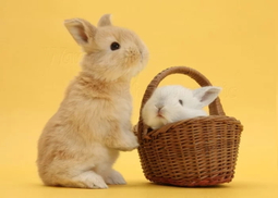 are wicker baskets toxic.jpg