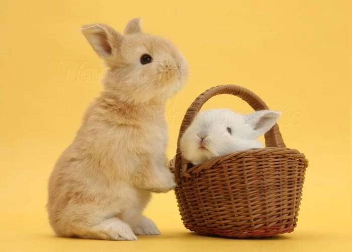 Are Wicker Baskets Toxic?