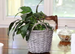 How To Make A Wicker Basket As Planter.jpg