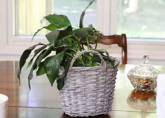How To Make A Wicker Basket As Planter?