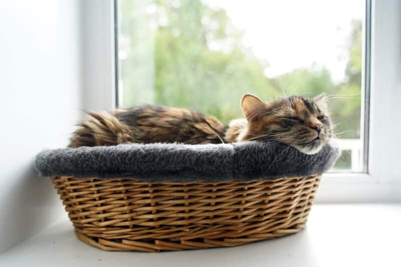 Comfortable Woven Beds for Kittens