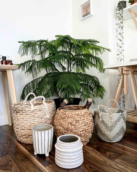 Plant in Wicker Baskets_2
