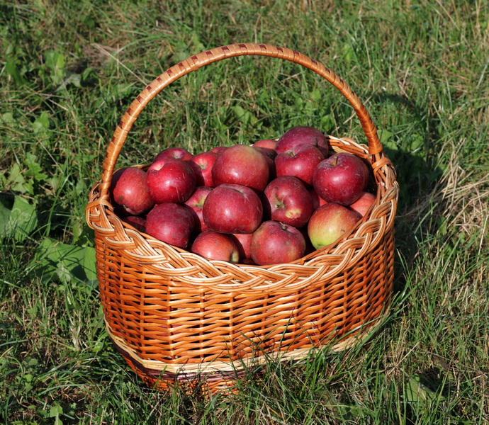 What Is Wicker Basket Made Of